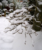 trident maple bonsai